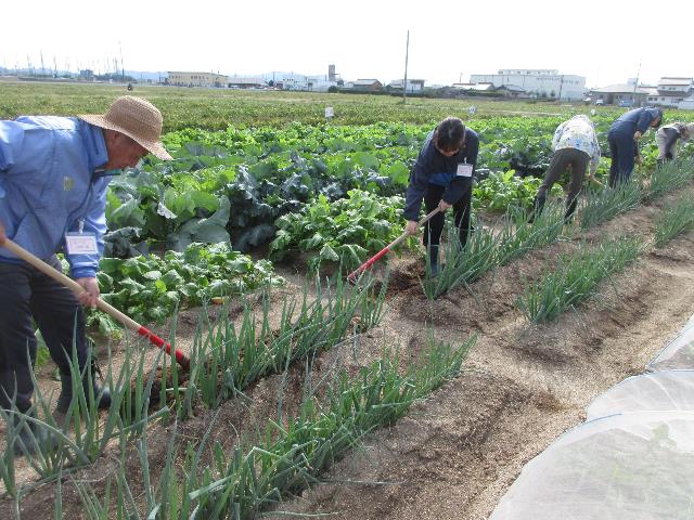 r71029太ネギ土寄せ3