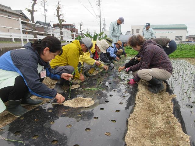 r71105タマネギ定植1
