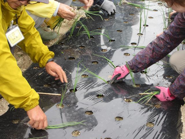 r71105タマネギ定植2