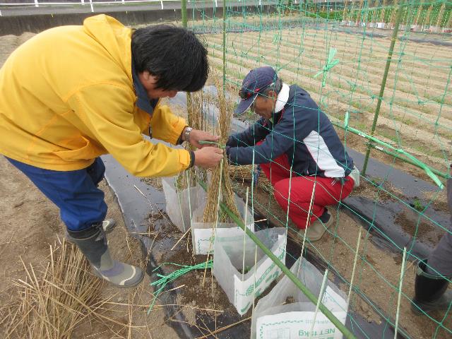 r71118実践エンドウマメ3