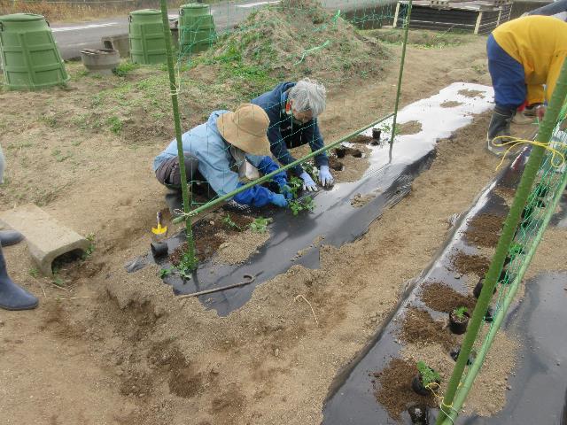 r71118実践エンドウマメ2