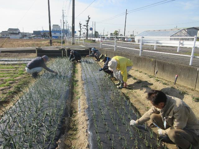 r71210タマネギの除草3