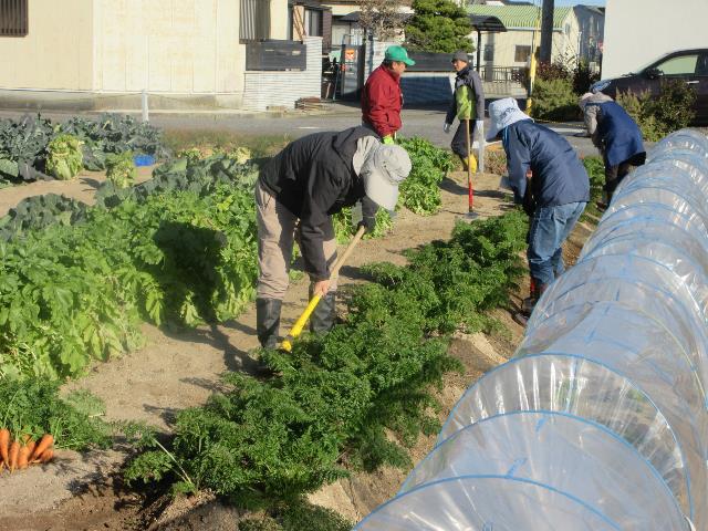 r71210ニンジン土寄せ1