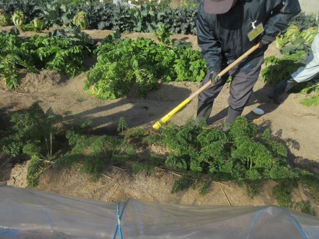 r71210にんじん土寄せ2