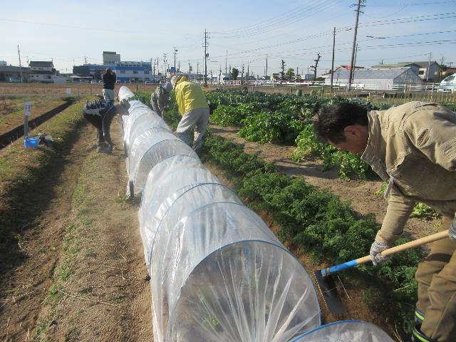 r71210ニンジン土寄せ3