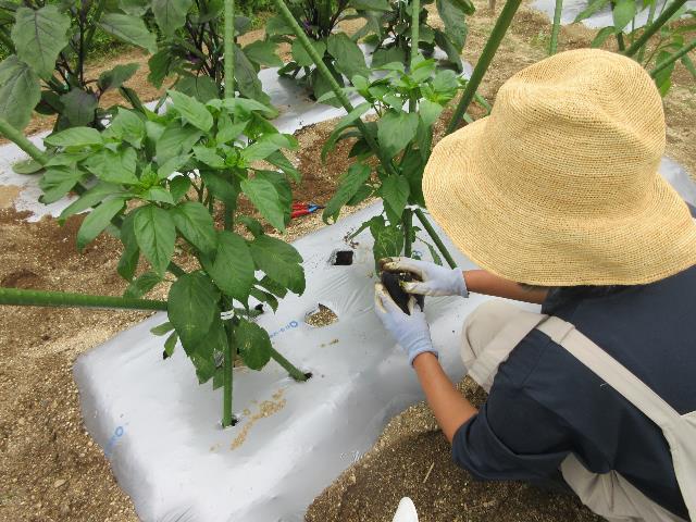 r7コンパニオンプランツ3