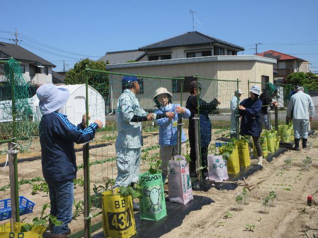 r7キュウリのネット張り0509