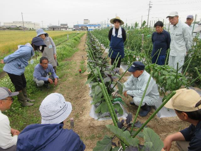 r7ナスの整枝
