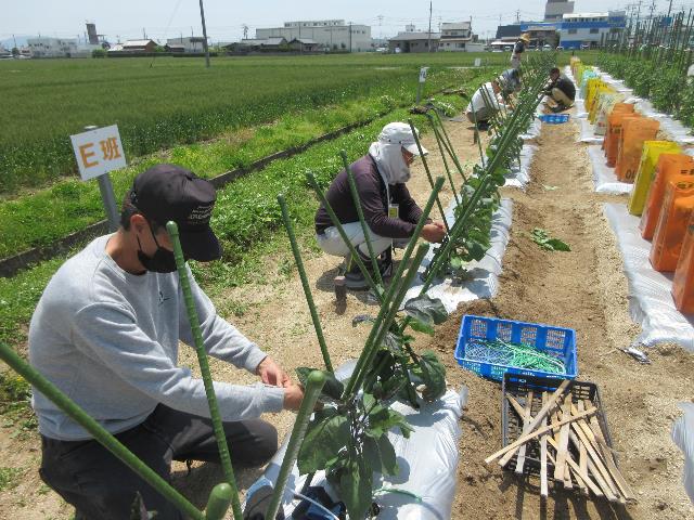 r7ナス支柱設営3