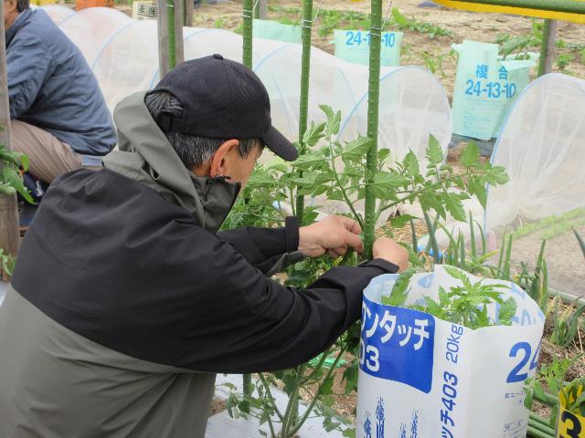 r7トマトの誘引２0509