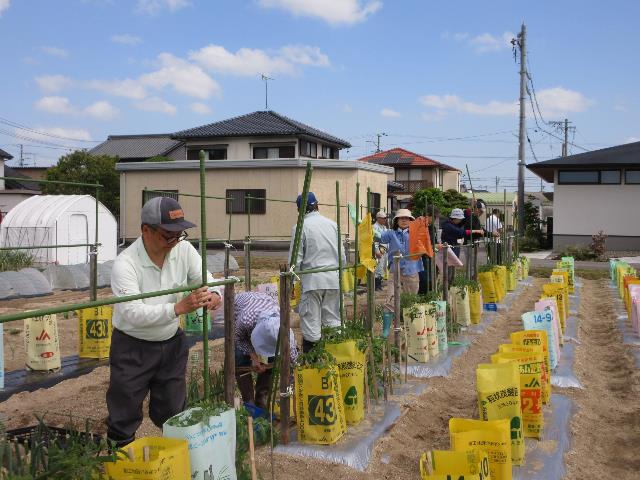 r7トマトの支柱設置１