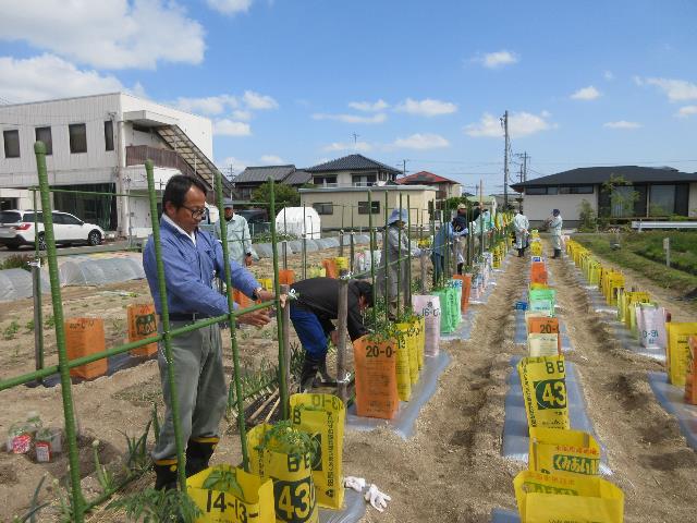 r7トマト支柱２