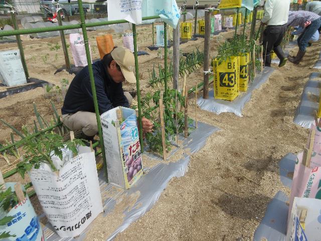 r7トマト誘引