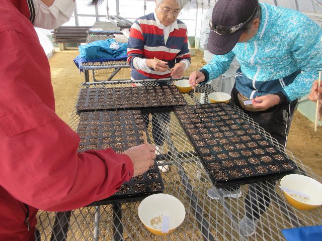 r80203実践種まき2