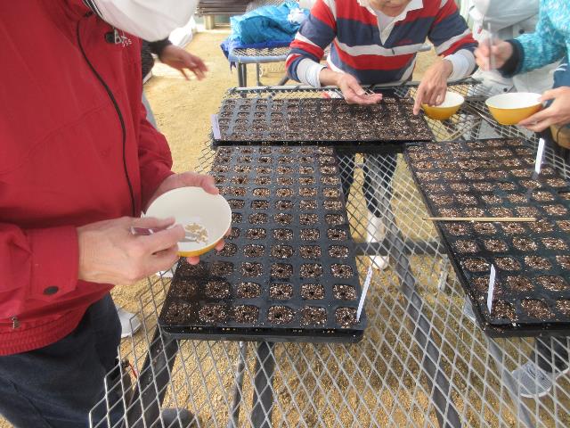 r80203実践種まき3