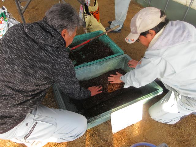 r80210トウモロコシ播種1