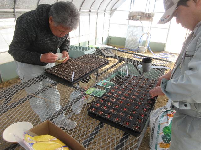 r80210トウモロコシ播種2