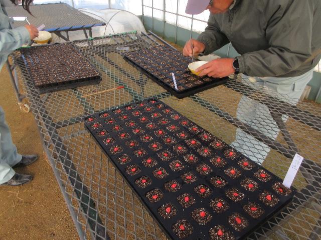 r80210トウモロコシ播種3