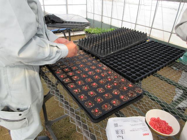 r80317播種トウモロコシ1