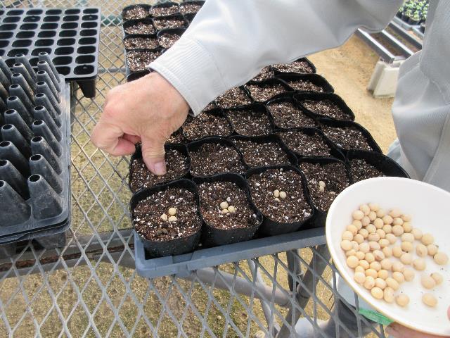 r80317播種エダマメ2