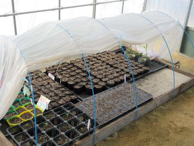 r80317播種育苗5