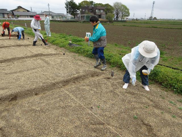 r80331実践元肥え1