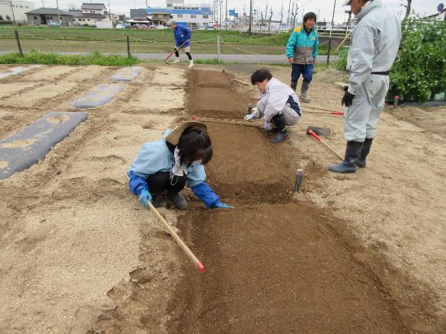 r80407実践トウモロコシ1