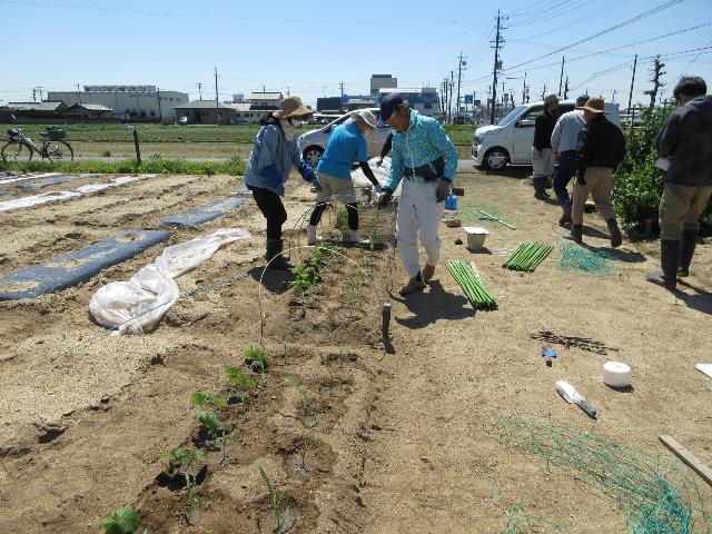 r80407トウモロコシ2