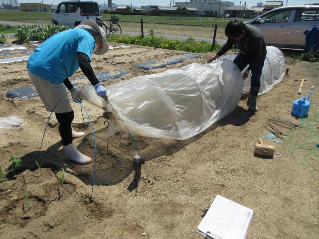 r80407実践トウモロコシ3