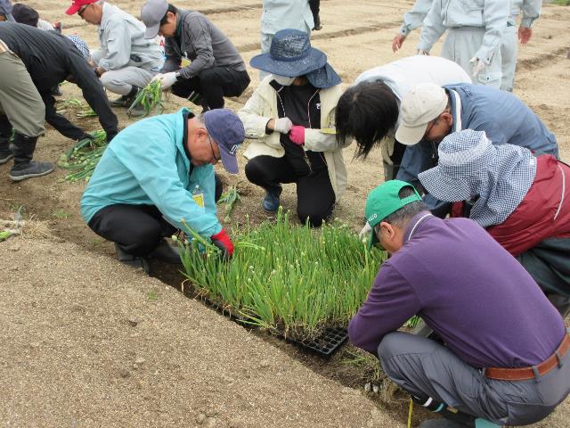 r80408ネギ苗の調整1
