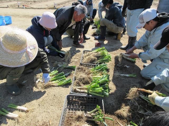 r80408ネギ苗の調整2