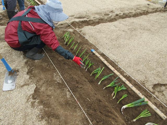 r80408ネギ苗3