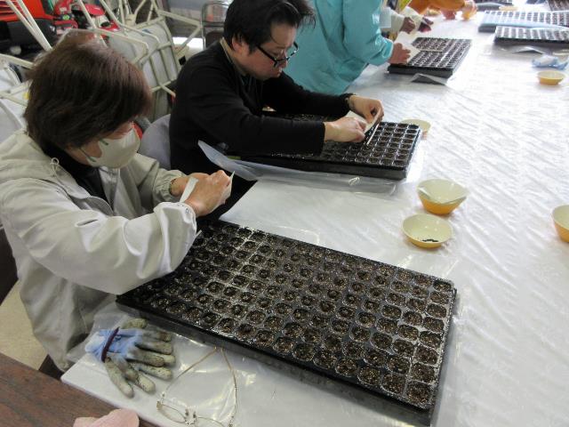 r80408ネギの播種1