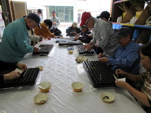 r80408ネギの播種2