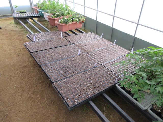 r80408ネギの播種3