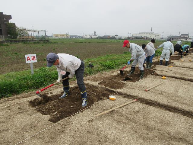 r80408スイカマルチ1