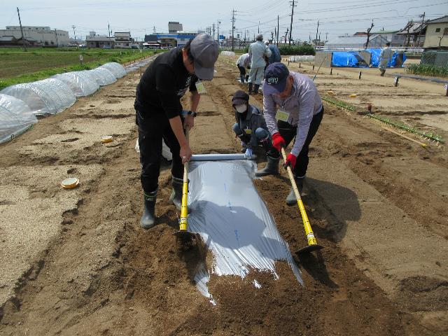 r80409マルチ張り3