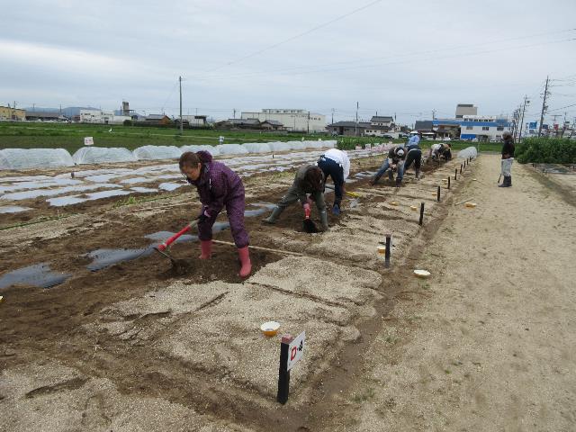 r80415トウモロコシ2