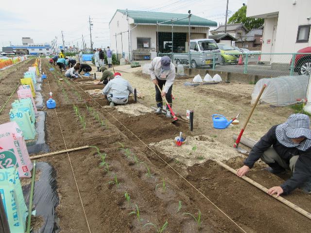 r80422エダマメの定植1