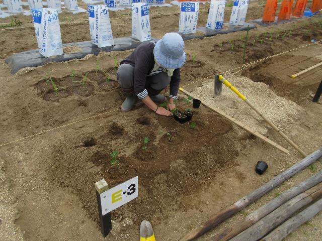 r80422エダマメの定植2