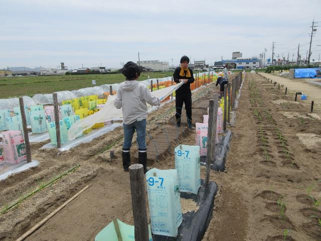 r80422自由課題作圃場3