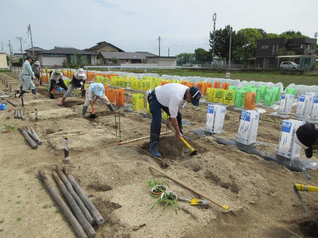 r80422トウモロコシ定植2