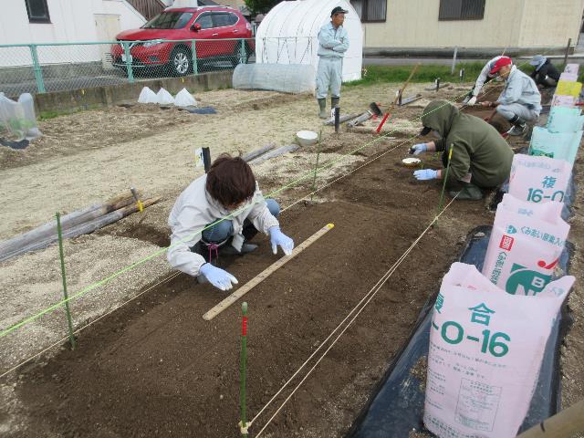r80422トウモロコシ定植3