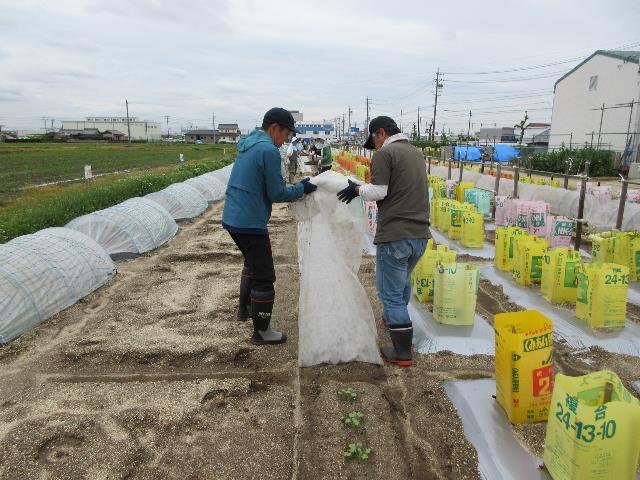 r80424ダイコン不織布1