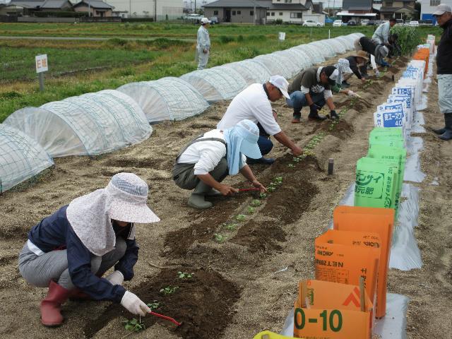 r80424ダイコン不織布3