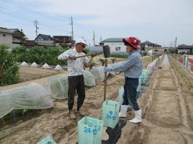 r80428実践キュウリ支柱設営1