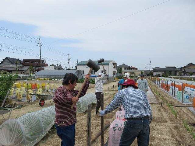 r80428実践キュウリ支柱設営2