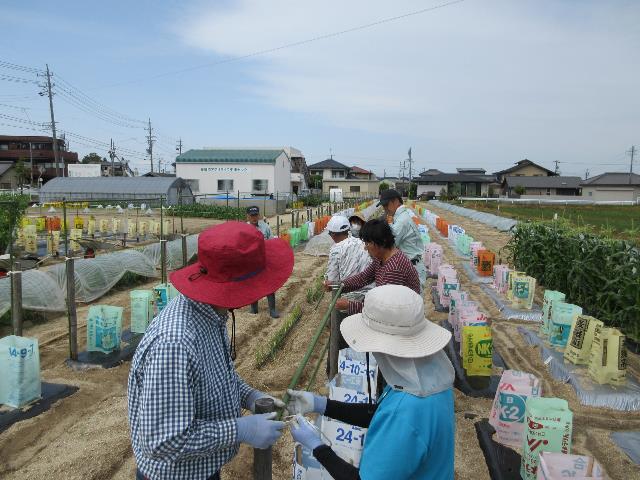 r80428実践キュウリ支柱設営3