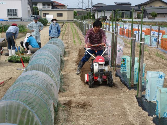 r80428実践トウモロコシ1