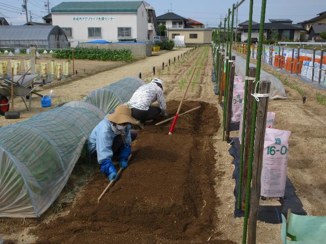 r80428実践トウモロコシ2